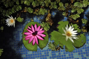 Prudential Pristine Pond Flowers